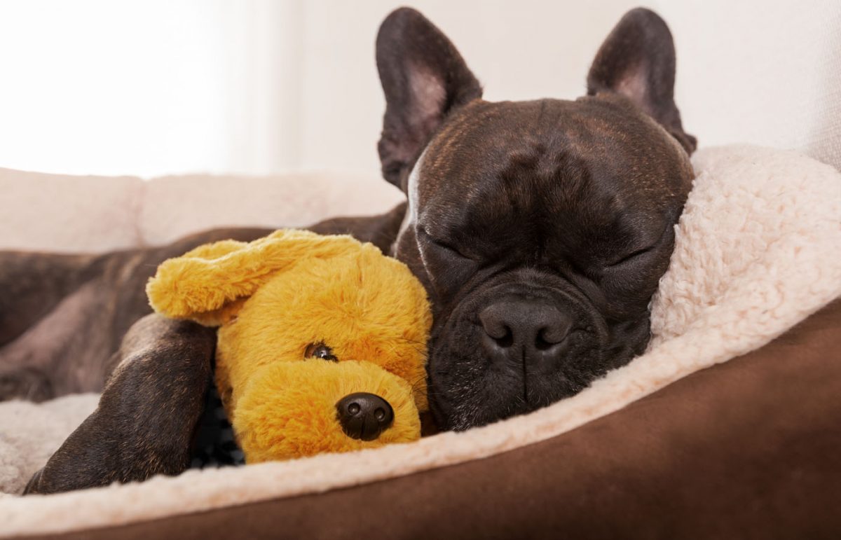 Services Vet in Chico Chico Animal Hospital